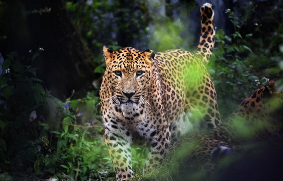 Watch: Man ridging bicycle escapes leopard attack