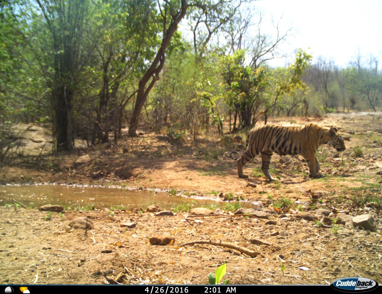Straying tiger trapped after repeated livestock attacks in Kerala’s Pathanamthitta