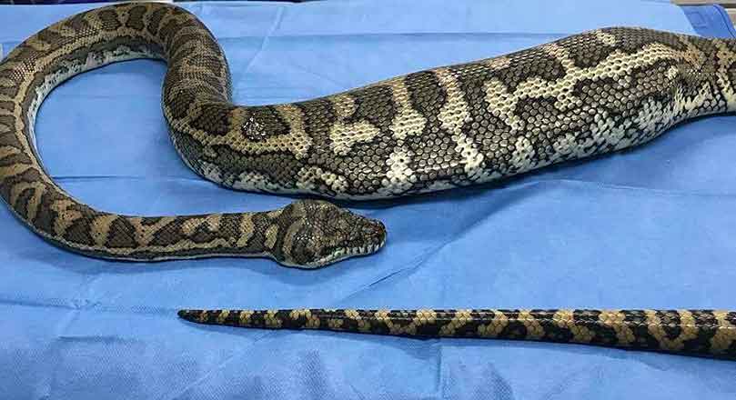 Locals rescue massive 18-feet python from tea garden in Nagaon, Assam