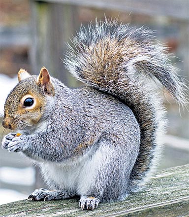Watch: Hungry squirrel munches on puff corn