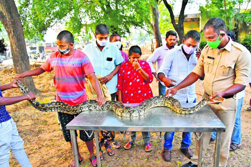 Watch: A brave home guard rescues rock python