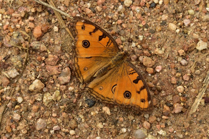 Forest at Jagtial becomes an abode to butterflies