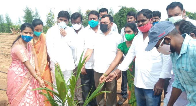 Bellampalli MLA urges farmers to take up oil palm cultivation