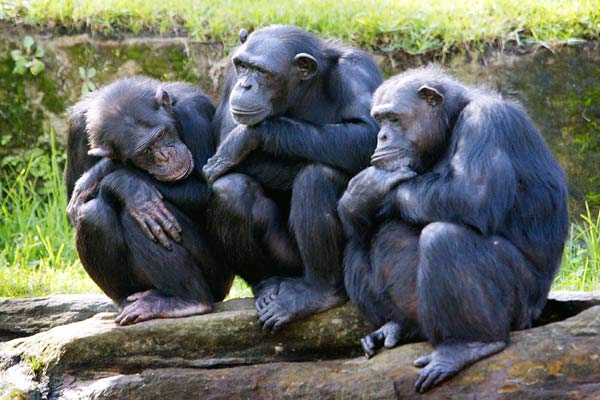 Study reveals that like humans, aging chimps also prioritize friendships