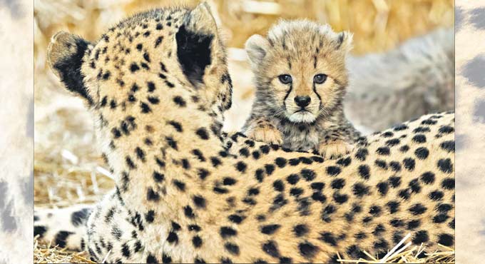 Is India ready for Cheetahs?