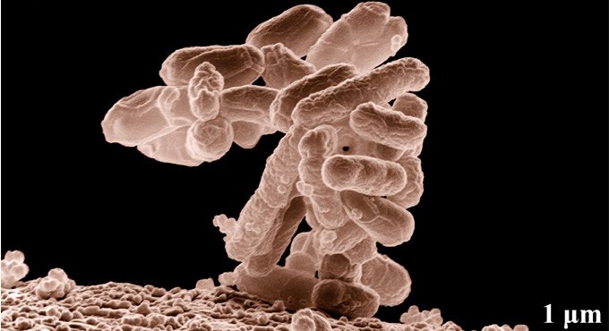 Consuming dietary soy may reduce dementia risk: Study