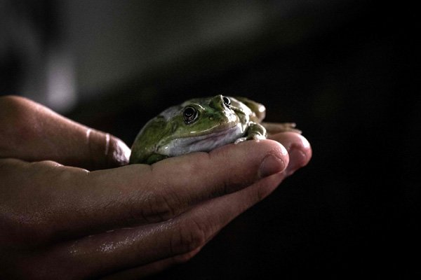 Struggling frog farmers