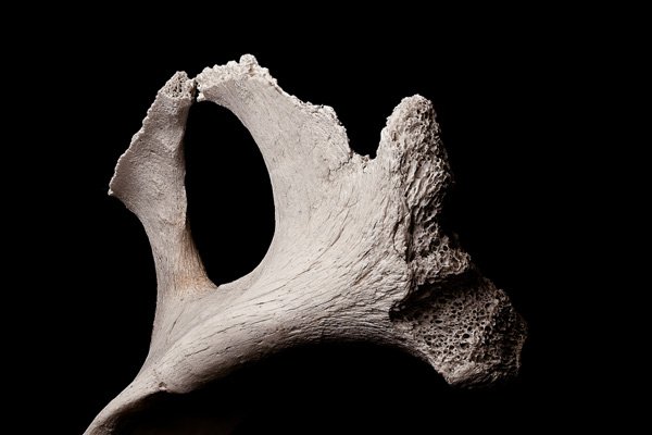 Fossils tell us about past