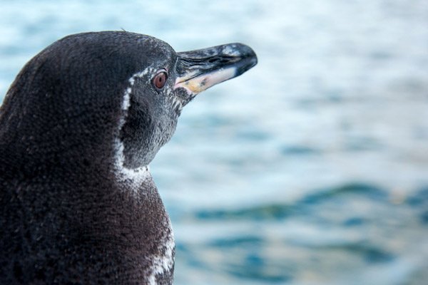 Galapagos sees record rise in penguins