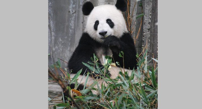 Born blind, pink and helpless!