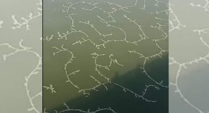 Peddapalli: Peculiar formations on Godavari water worry officials, people