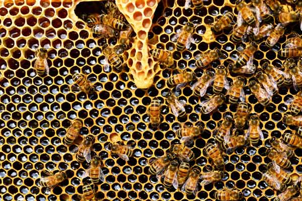 How do honeybees make honey?