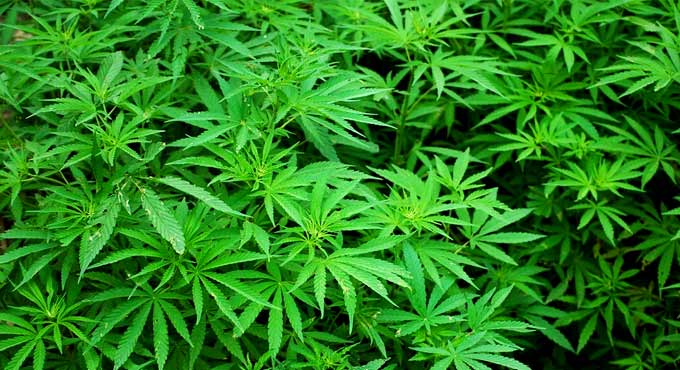 How marijuana ingredient helps reduce lung damage from Covid-19