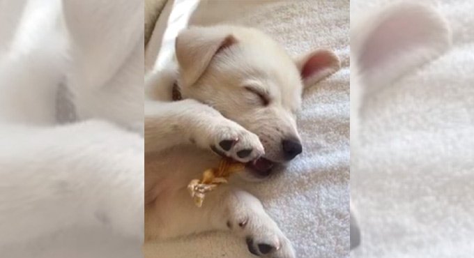 Jennifer Aniston’s new rescued puppy Lord Chesterfield wins Instagram