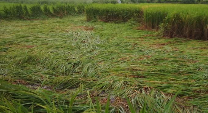 25,000 acres of paddy crop damaged in Karimnagar