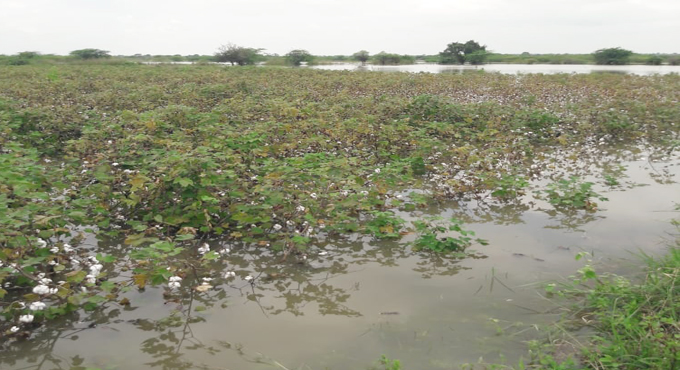 Massive loss for farmers as floods damage crops in Sangareddy