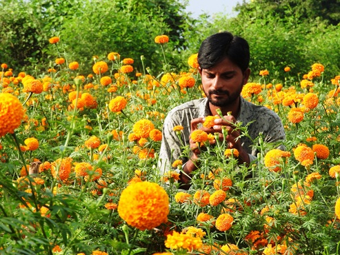 Mancherial’s farmer blooms in marigold cultivation
