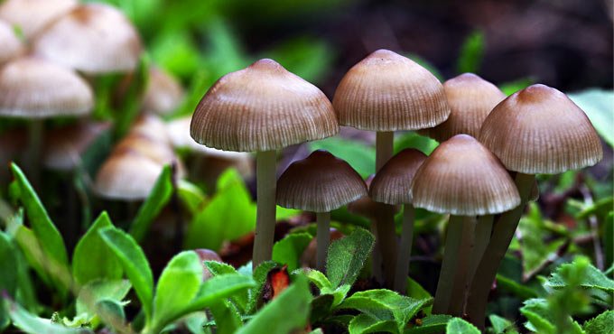Mushroom-based food supplement to boost immunity and check Covid