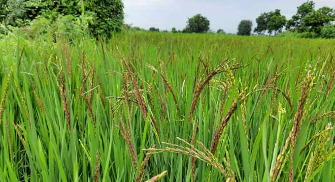 TS Govt to procure redgram along with paddy, cotton this season