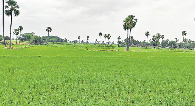 Crop cultivation reaches 1.44 crore acres in Telangana