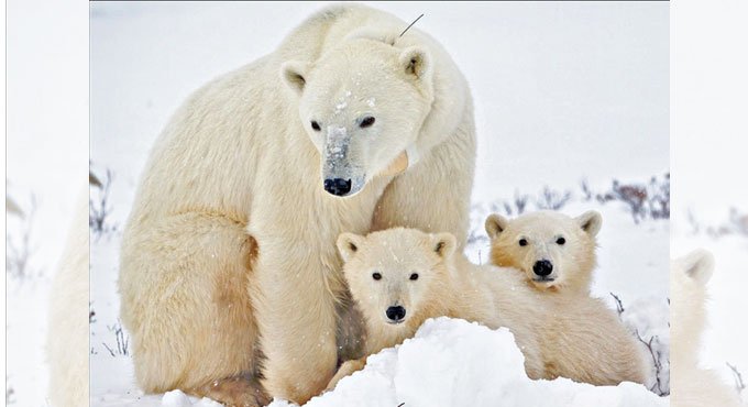 Threat to Polar Bear