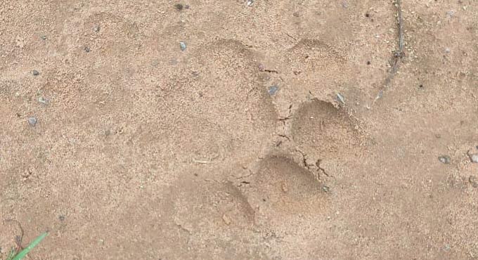 Tiger movement gives people of Mancherial chills