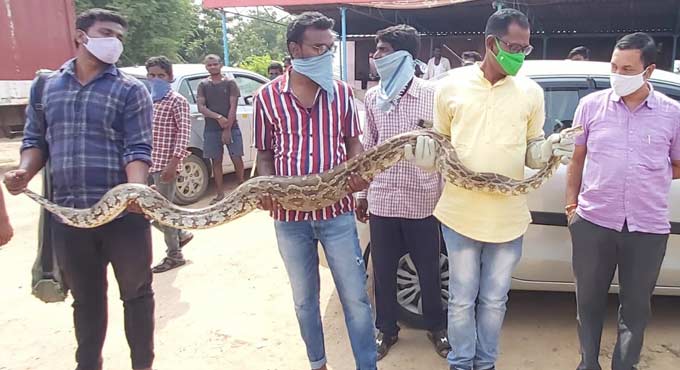 Rock python rescued in Wanaparthy