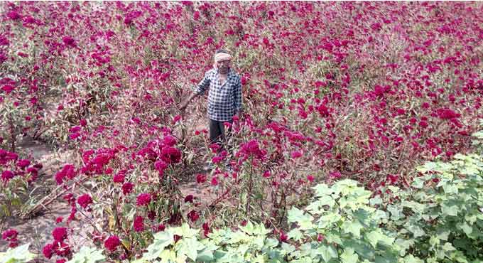 Bathukamma festivities miss Sitamma Jada flowers