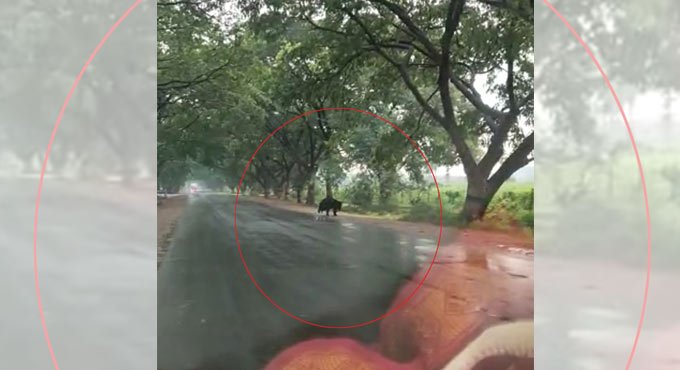 Sloth bear strays into village in Kothagudem, creates panic