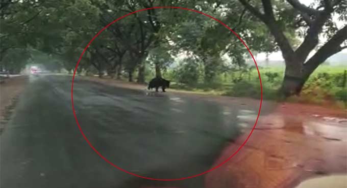 Kothagudem: Sloth bear strays into village, creates panic