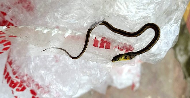 Snake stuck to adhesive tape, rescued and released