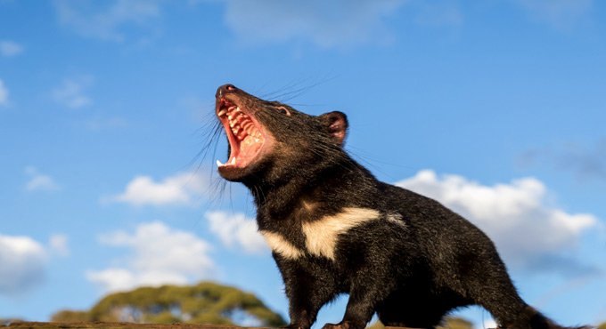 Tasmanian devils make a comeback