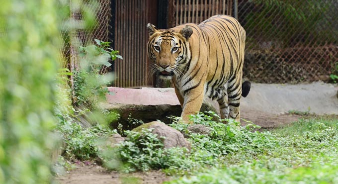 Hyderabad’s Nehru Zoo Park to reopen from Oct 6