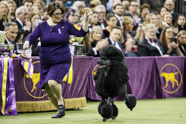 Westminster dog show leaves NYC for ’21