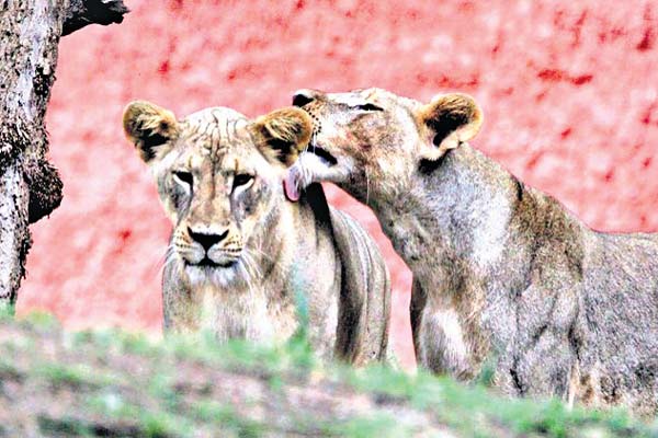 Wildlife is the great treasure of nature