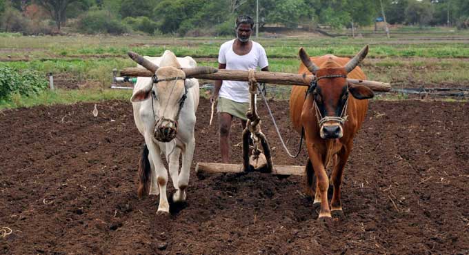 6.5 lakh quintal seeds ready for distribution for Yasangi in Telangana