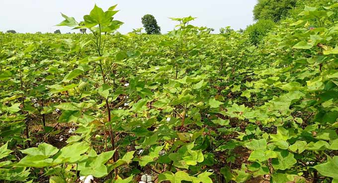 Officials gear up for cotton procurement in erstwhile Warangal