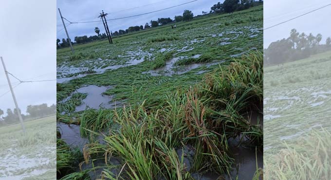 Rainstorm wreaks havoc in Nalgonda
