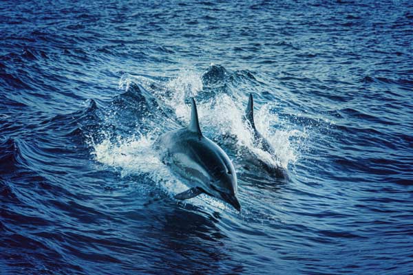 Predator threats to dolphins