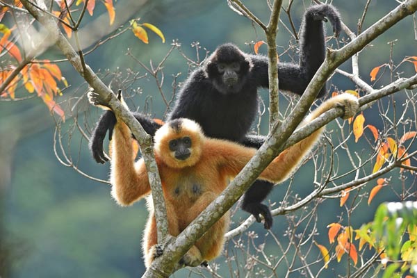 Hainan gibbon: World’s most critically endangered primate