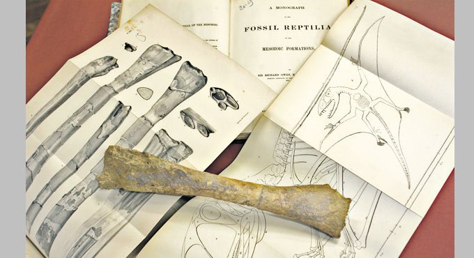 How pterosaurs mastered skies?