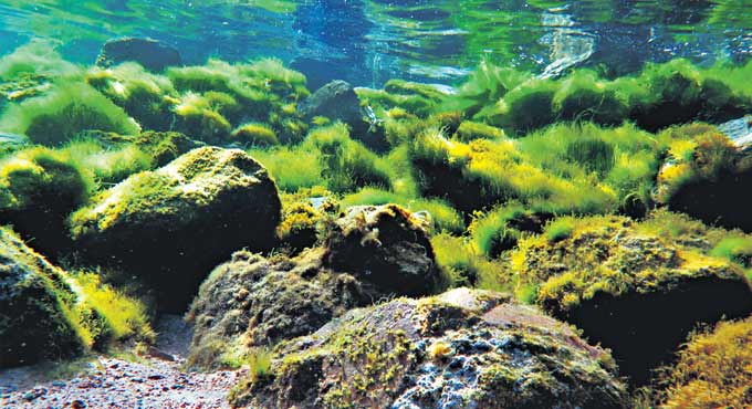 Algae: Helpful or harmful?
