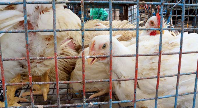 Avian flu detected in Japan