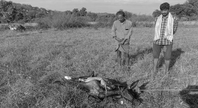 Leopard kills calf in Rajanna-Sircilla district