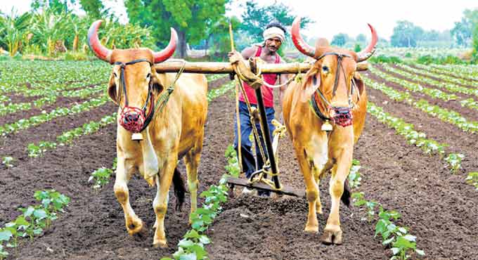 Cotton production gains momentum in Telangana