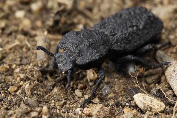 Diabolical ironclad beetle: The secrets of the “uncrushable” bug revealed