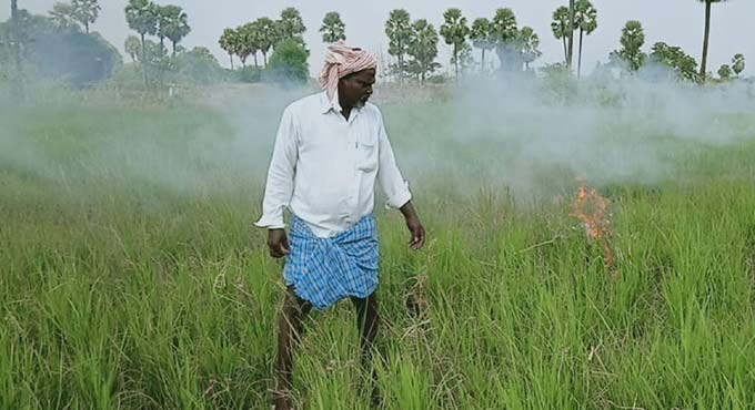 Dejected farmer burns paddy crop in Khammam