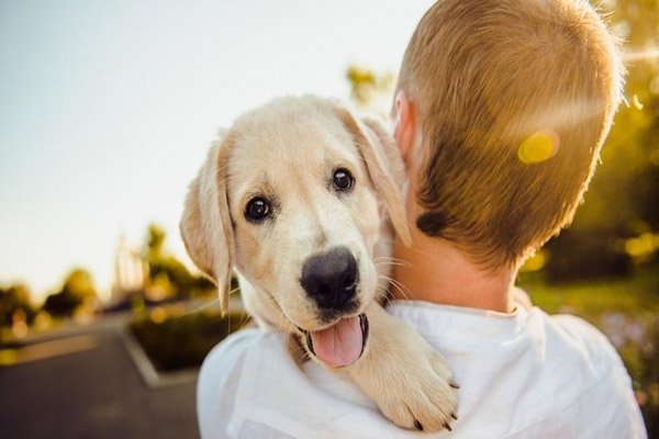 How can you keep your dog happy?
