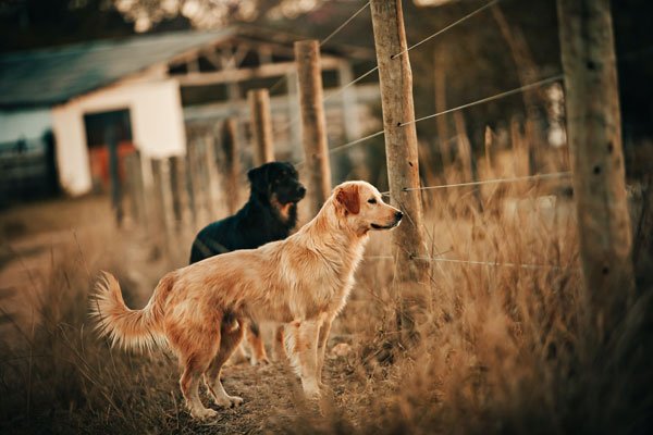 Study reveals dogs are sensitive to their humans’ choice