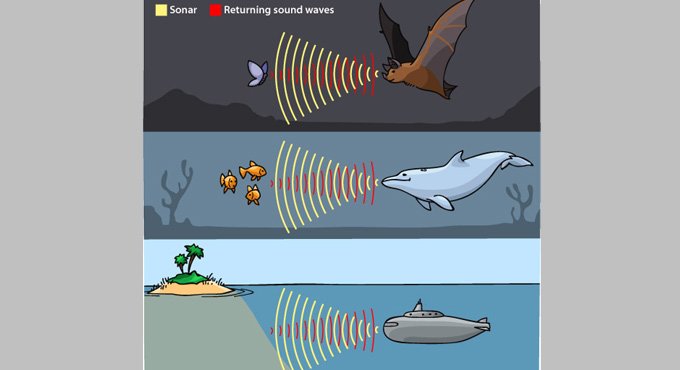 Echolocation a navigation tool of animals-Telangana Today